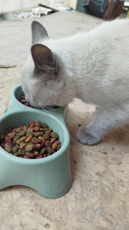 Сиамский кот 2 Сиамский кот 2