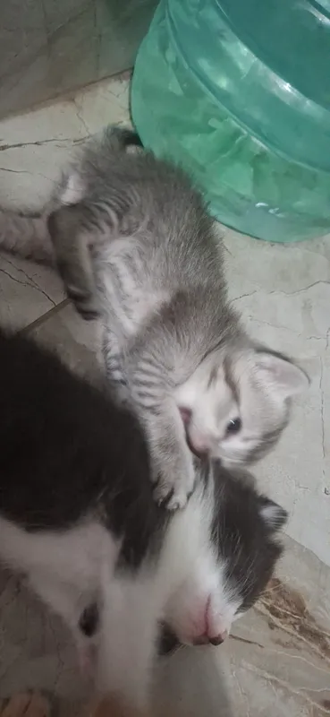 кошка/mushuk 1