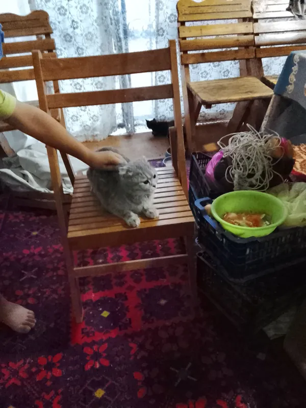 mushuk zotdor sotiladi ini qoʻshib beriladi