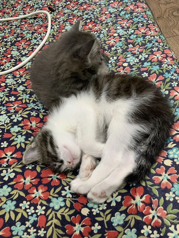 Котята в добрые руки — фото 4