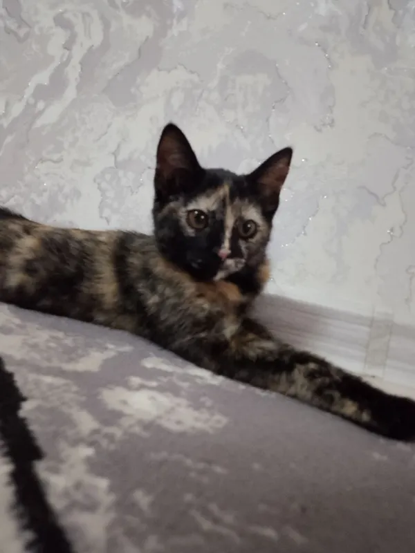 Котенок домашний отдам в хорошие руки 2 Котенок домашний отдам в хорошие руки 2