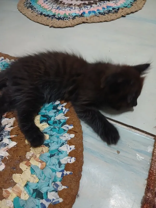 Продаю котят 2месяца папа вислоухий мама черная 2