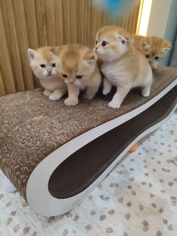 чистокровные котята от правильной вязки — фото 1