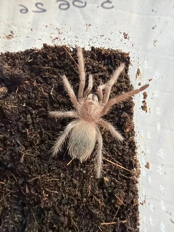 Paraxibana o‘rgimchagi, 10 marta po‘st tashlagan 1