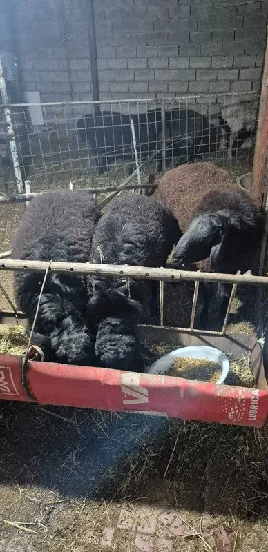 Продаются Бараны 1 Продаются Бараны 1
