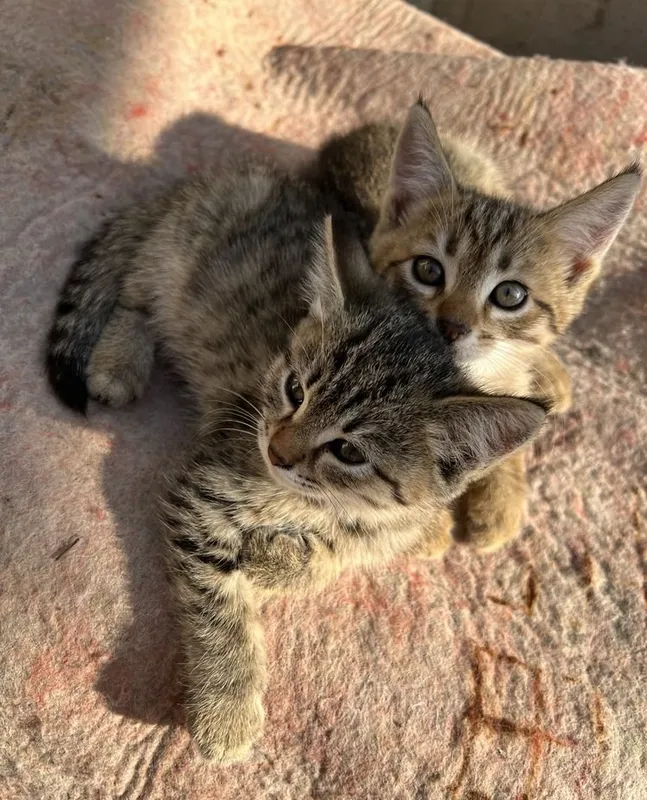 Домашние котята 2