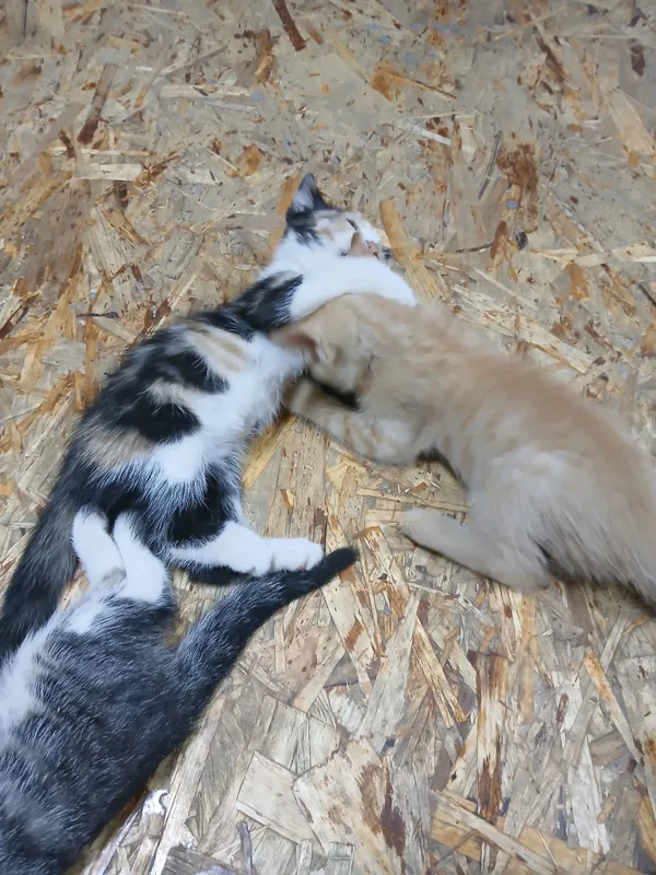 котята