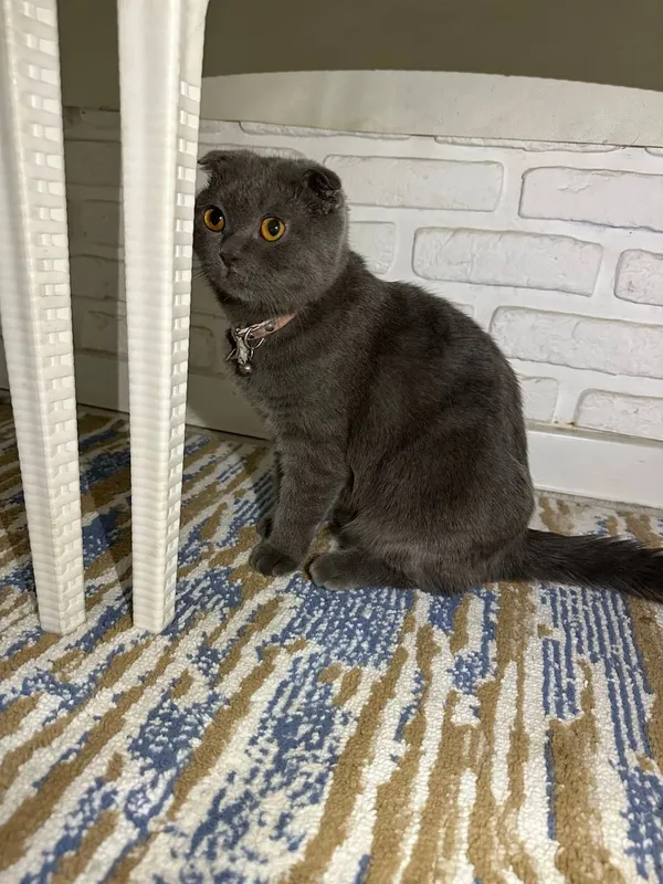 кошка 2 кошка 2
