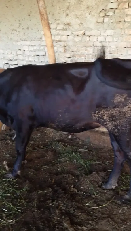 Sifatli mollar sotiladi 6 Sifatli mollar sotiladi 6