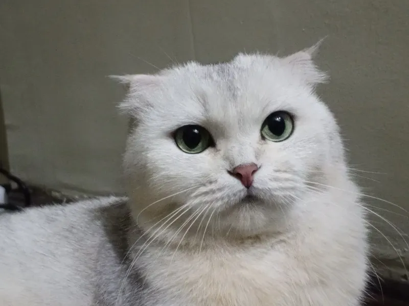 Шотландская вислоухая кошка (беременная, скрещена с британцем) — фото 1