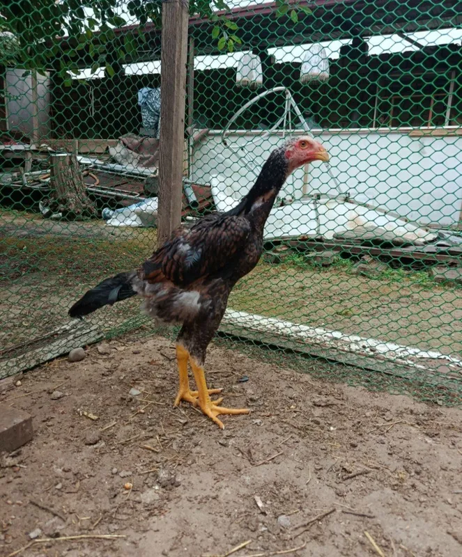 Dakan, bobo jo'jala