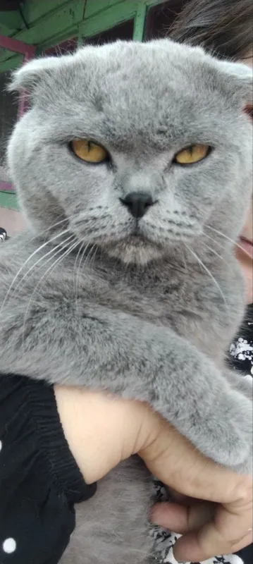 мушук. ( Кошка ) сотилади