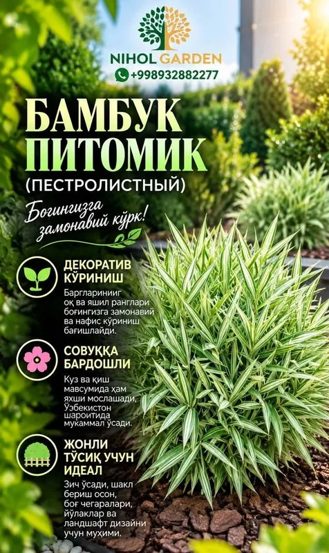 Бамбук садовый пестролистный 1 Бамбук садовый пестролистный 1