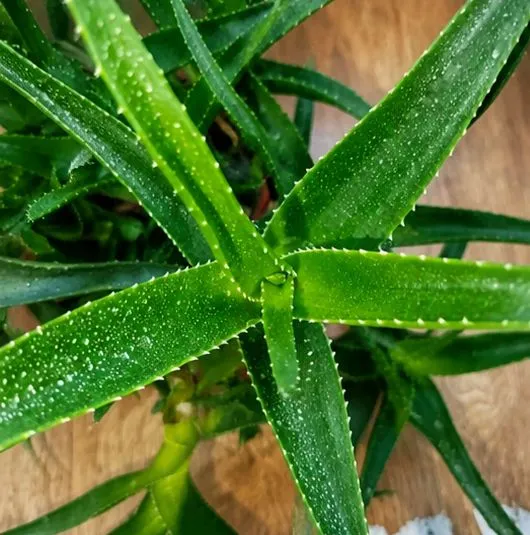 Aloe yoshi taxminan 5 yil, naqd pulda to‘lov 1