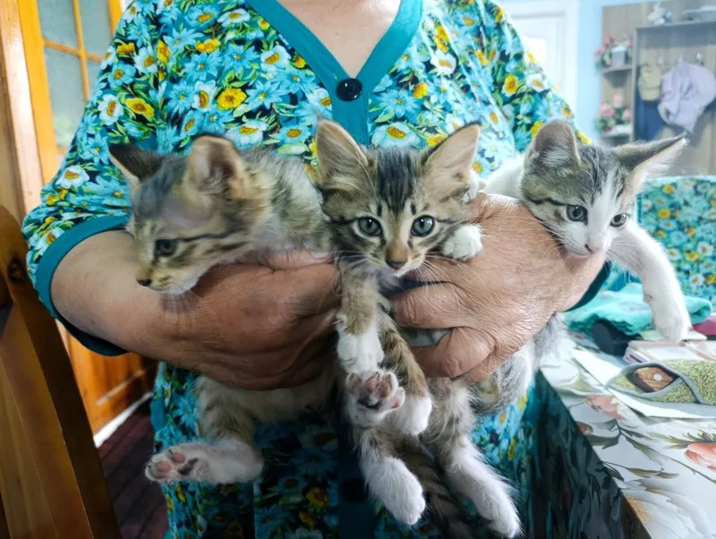 Отдам за даром котят 2 Отдам за даром котят 2