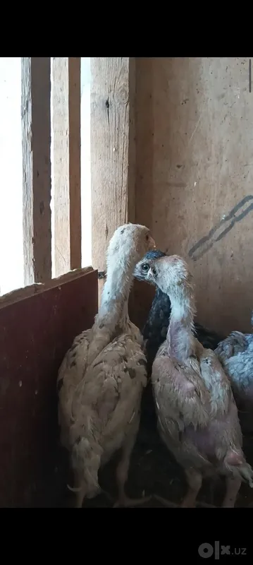 Продаются цыплята породы Кохинхин 2 Продаются цыплята породы Кохинхин 2