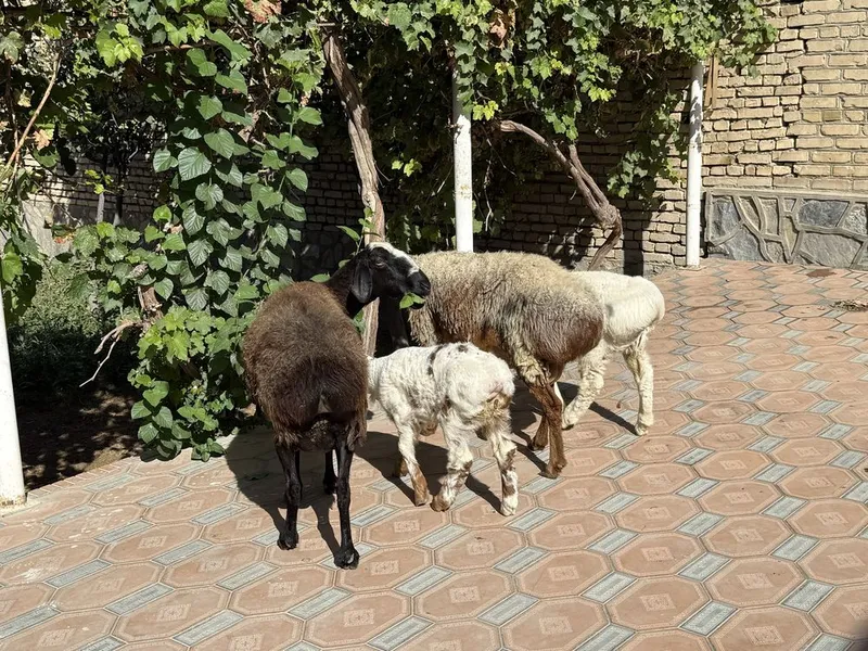 Ona bola qoʻylar sotiladi 1 Ona bola qoʻylar sotiladi 1