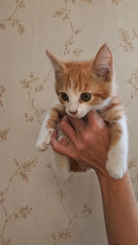 Пристраиваются котята 2