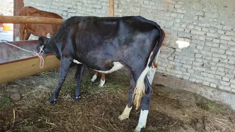 Mollar sotiladi manzil Buxoro viloyati jondor tumani 4