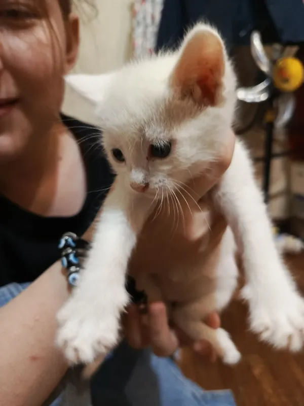 Котята Даром домашние — фото 2