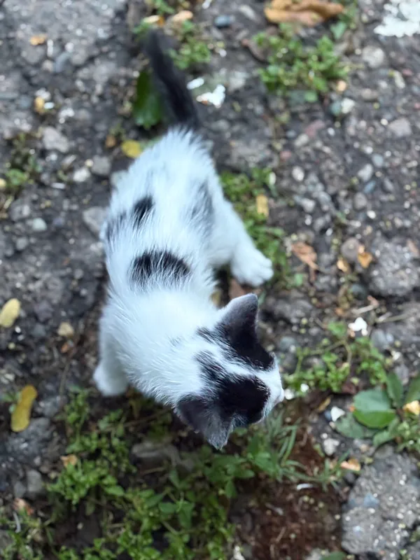Ищем дом для котят — фото 5