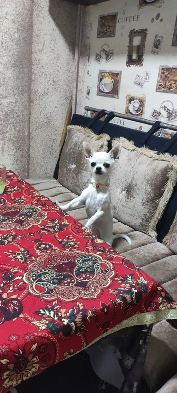 чихуа Хуа