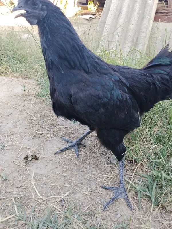 Ayam semani tovuq sotiladi koʻk tuhum 3 Ayam semani tovuq sotiladi koʻk tuhum 3