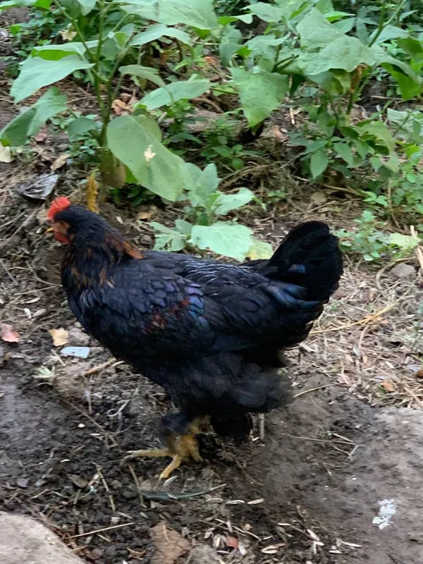 Qora shahzoda xorozlari va jojalar sotiladi. 3 Qora shahzoda xorozlari va jojalar sotiladi. 3