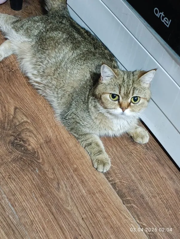 Zotli mushuk sotiladi