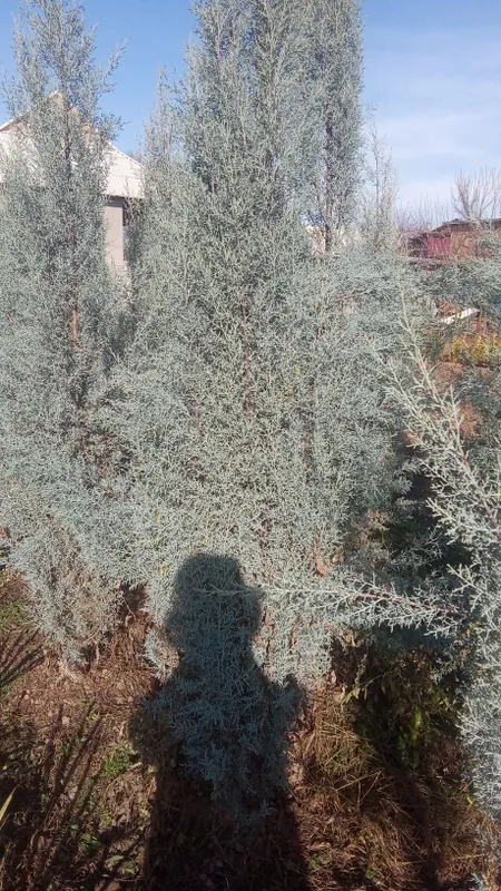 Pavlonya bor Lola darahti bor galiboy gepars bor Arizona bor — фото 3