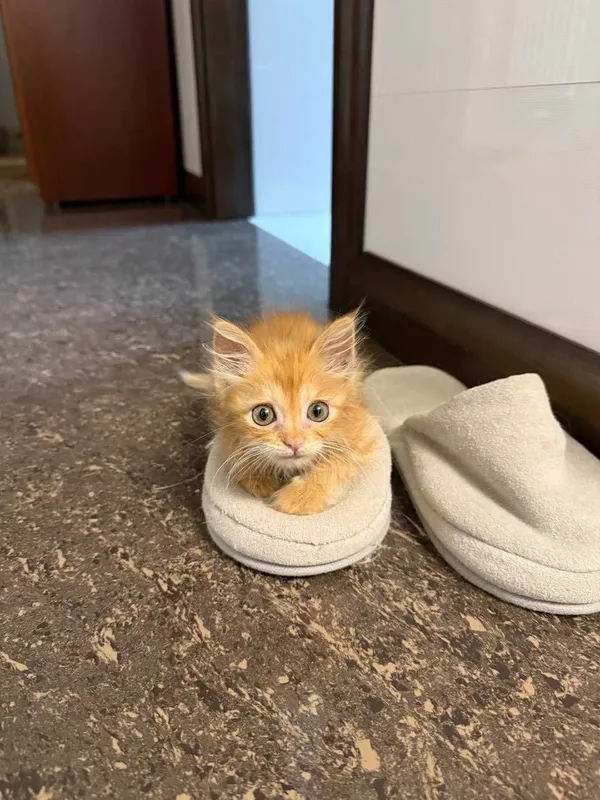 Пристраивается маленькая кошечка. 3 Пристраивается маленькая кошечка. 3