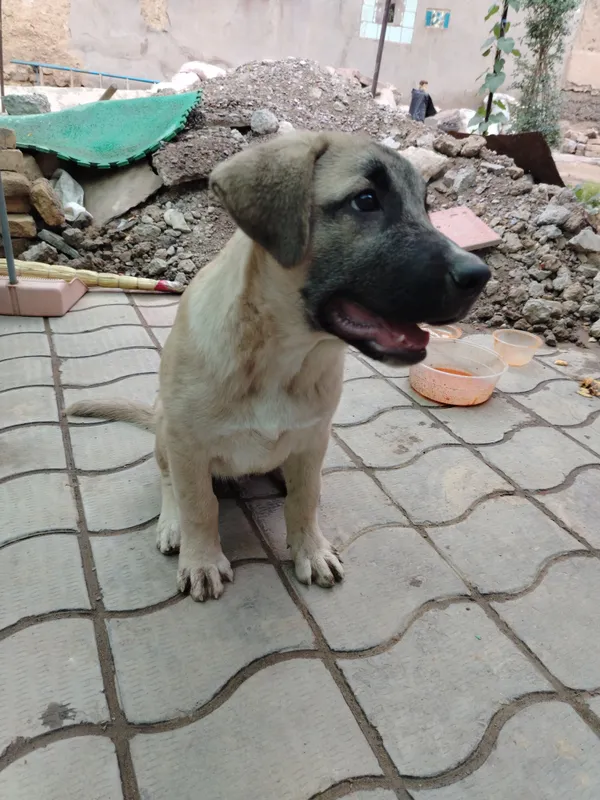 kangal Labrador blan qushlgan — фото 1