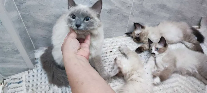 Чистокровная сиамская кошка с котятами в добрые руки! — фото 2