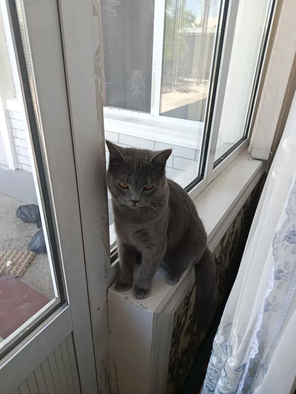 Продается Британский скот короткошёрстный кот.добрый и игривый — фото 1