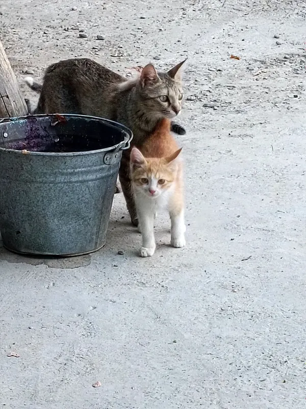Отдадим кошек/котов бесплатно в хорошие руки . — фото 2