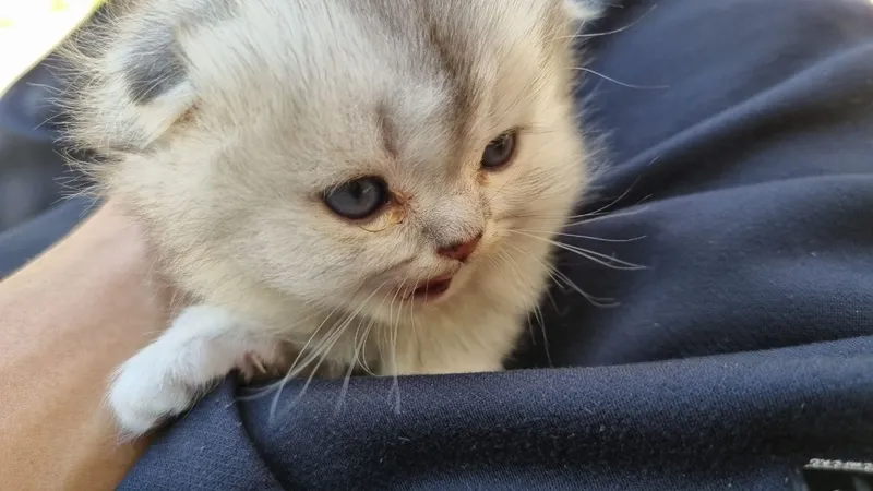 Котенок породы СКОТТИШ-ФОЛД 3 Котенок породы СКОТТИШ-ФОЛД 3