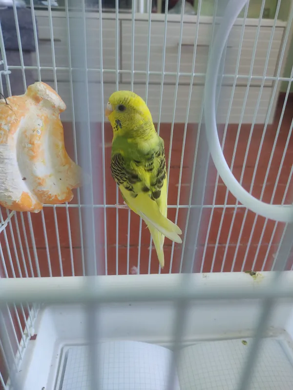 Отличный попугай — здоровый и красивый 1 Отличный попугай — здоровый и красивый 1