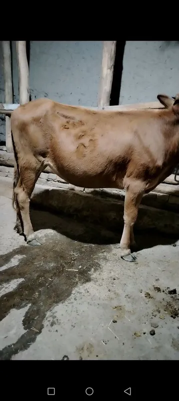 Gunojin sotiladi 3