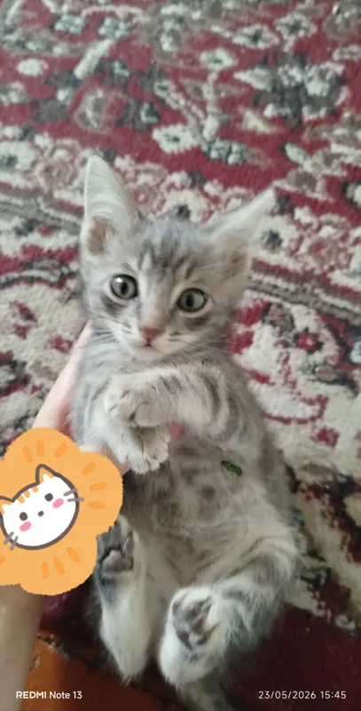 Mushukcha