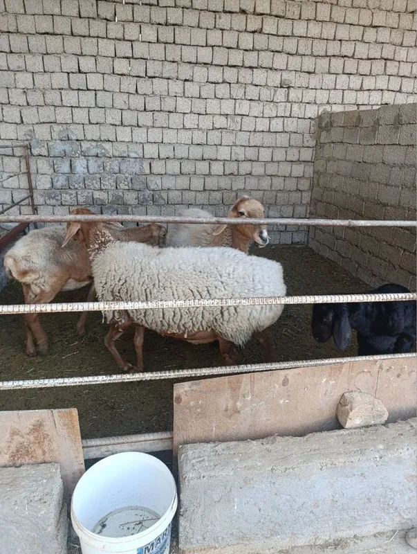 Qoy sotiladi. 4 Qoy sotiladi. 4