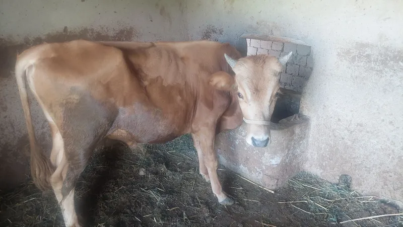 Buqachalar sotiladi 2 Buqachalar sotiladi 2