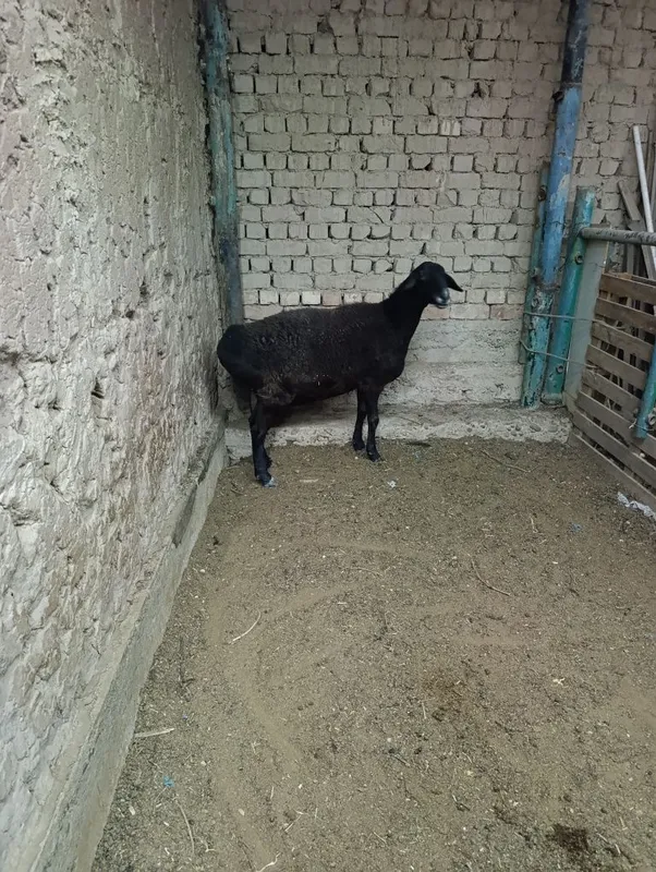 Soliq sotiladi sirochnik 2 Soliq sotiladi sirochnik 2