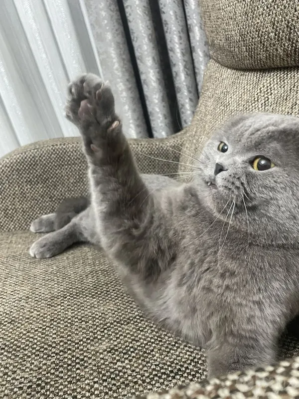 Мальчик Scottish Fold 1 Мальчик Scottish Fold 1