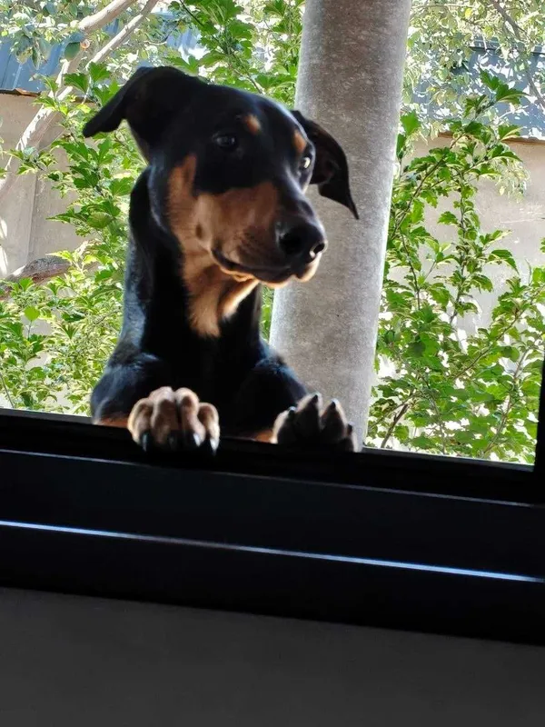 Doberman erkak, 2 yosh Doberman erkak, 2 yosh