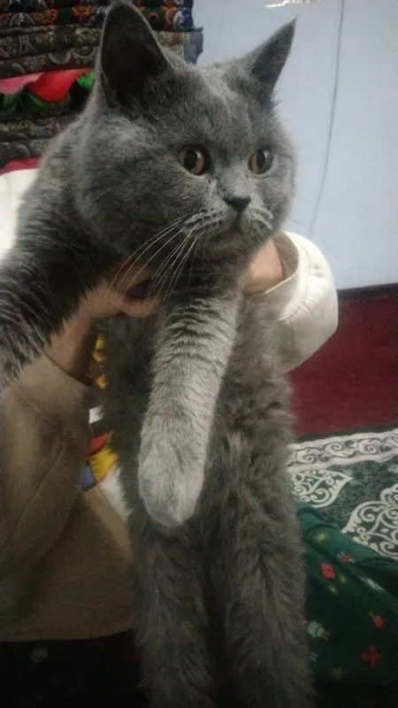 Кот 2 Кот 2