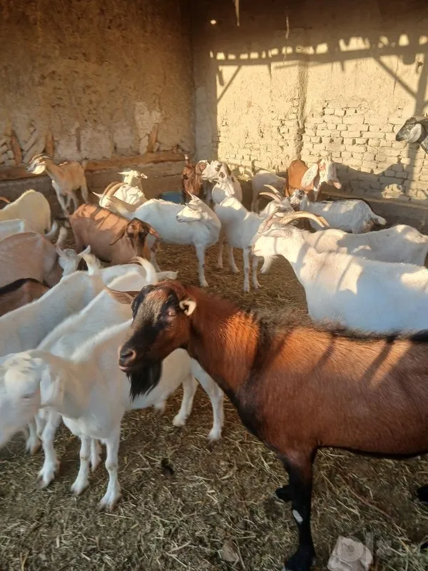 Zanin zotli echkilar sotiladi hammasi takkadan chiqgan 4 Zanin zotli echkilar sotiladi hammasi takkadan chiqgan 4