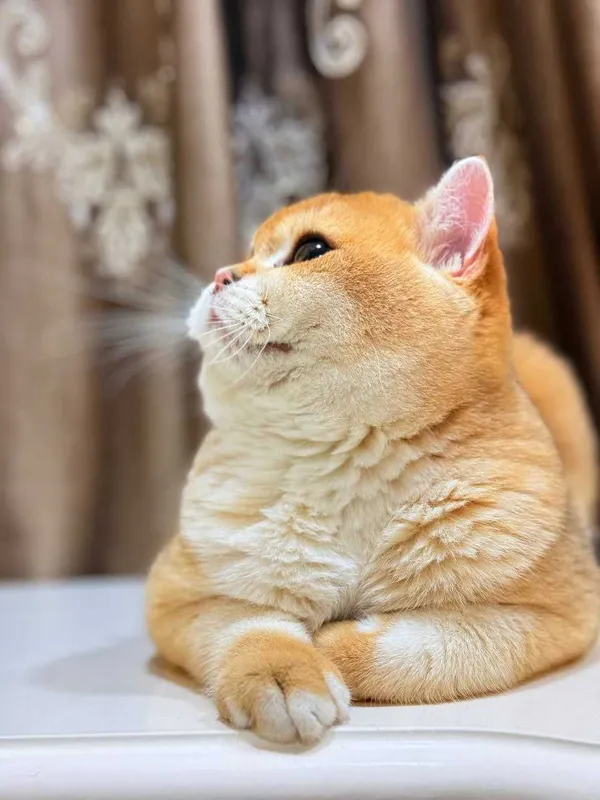 Вязка кошак Mushuk chatishtirish — фото 3