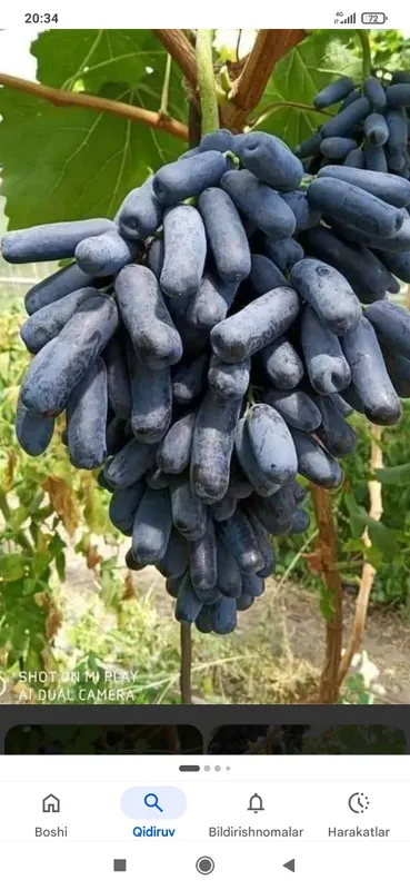 Avatar uzum kuchati 25000 1 Avatar uzum kuchati 25000 1