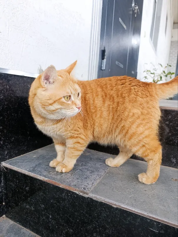 Отдам кота в добрые руки 2