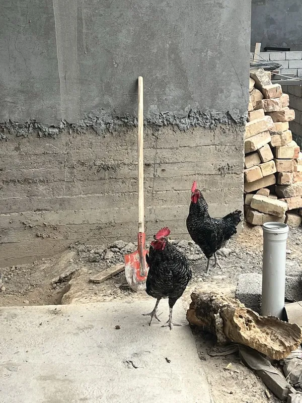 Qora shag’zoda xo’roz va tovuqlar 4